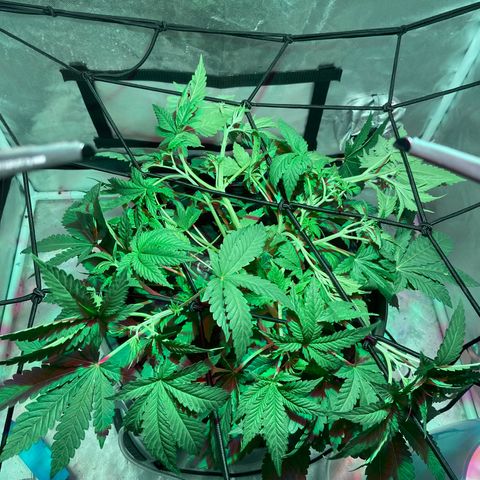 Mac growlog photo: I topped ever terminal and auxiliary that had three nodes or more.