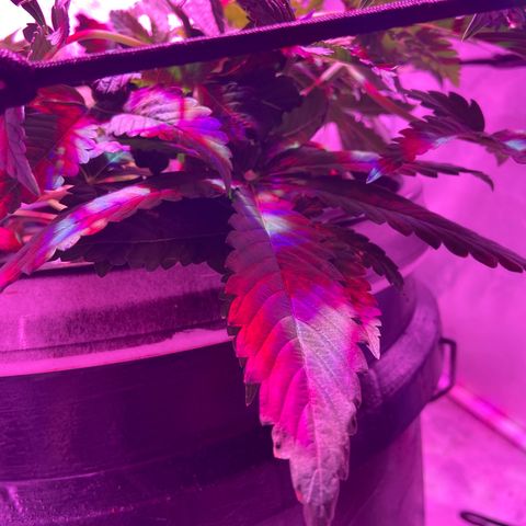 Mac growlog photo: I topped ever terminal and auxiliary that had three nodes or more.