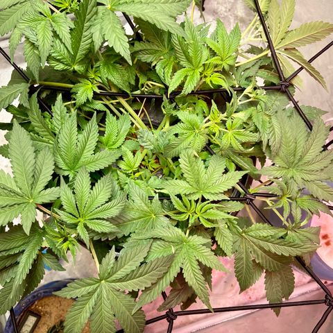 Mac growlog photo: Put in the original light on top of the one I was using to supplement 