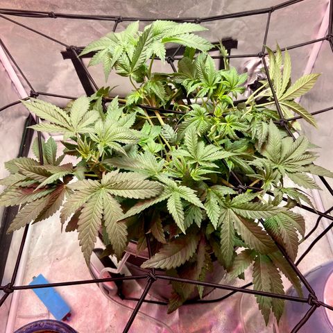 Mac growlog photo: Put in the original light on top of the one I was using to supplement 