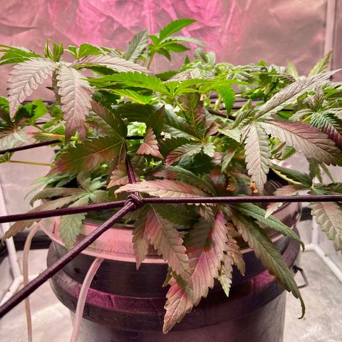 Mac growlog photo: Put in the original light on top of the one I was using to supplement 