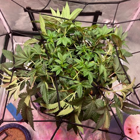 Mac growlog timeline photo
