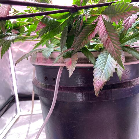 Mac growlog timeline photo