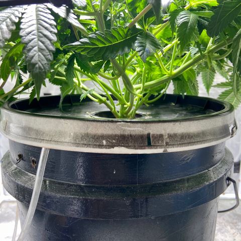 Mac growlog photo: I just defoliate a little