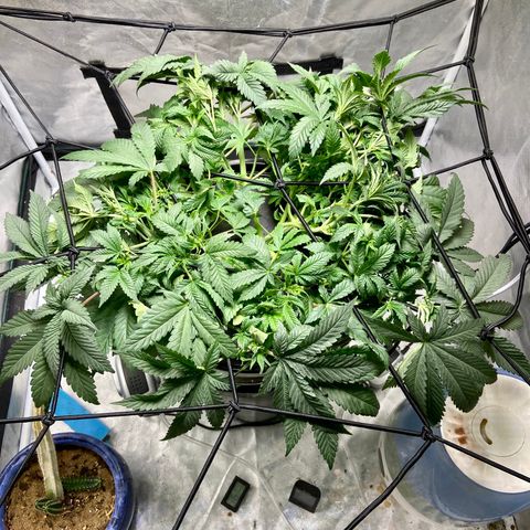 Mac growlog photo: I just defoliate a little