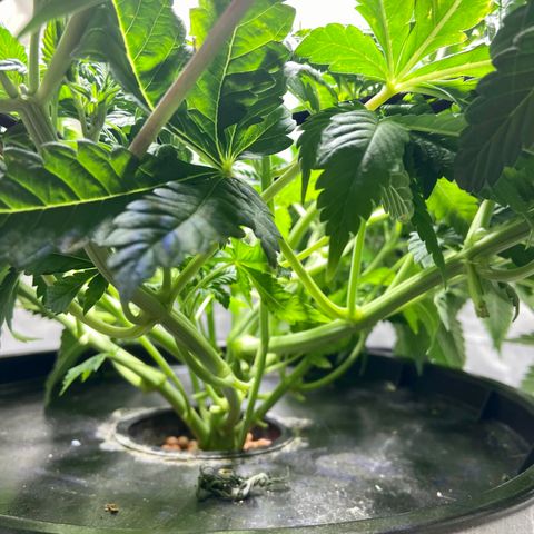 Mac growlog photo: I just defoliate a little