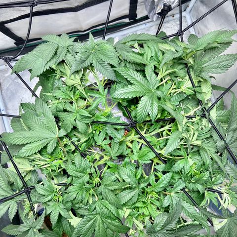Mac growlog photo: I just defoliate a little
