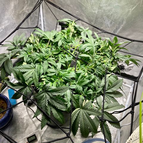 Mac growlog photo: I just defoliate a little
