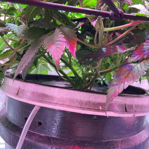 Mac growlog photo: She’s doing well