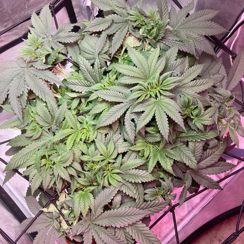 Mac growlog photo: She’s doing well