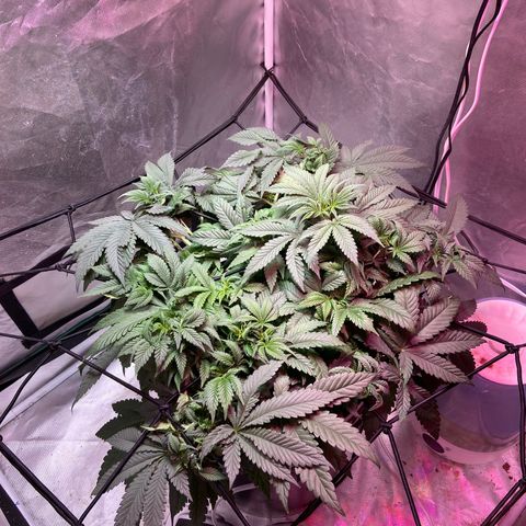 Mac growlog photo: She’s doing well