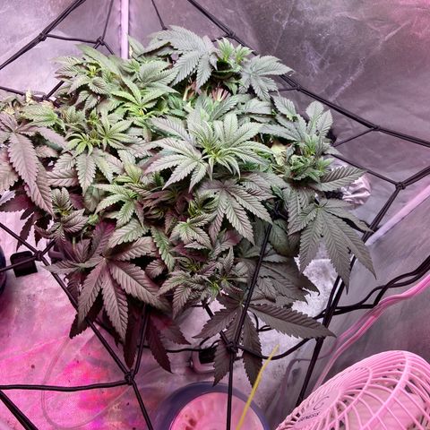 Mac growlog photo: She’s doing well