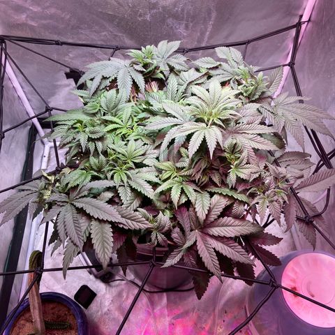 Mac growlog photo: She’s doing well