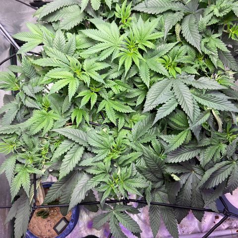 Mac growlog photo: Defoliated today