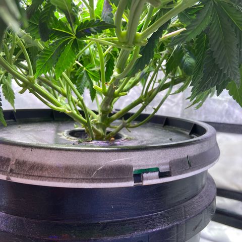 Mac growlog photo: Defoliated today
