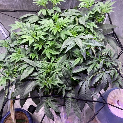 Mac growlog photo: Defoliated today