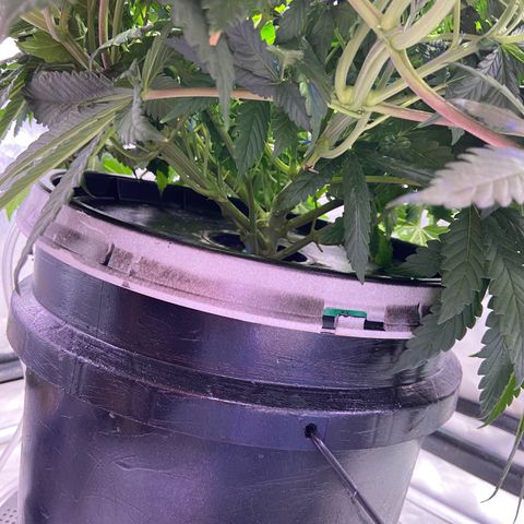 Mac growlog photo: Defoliated today