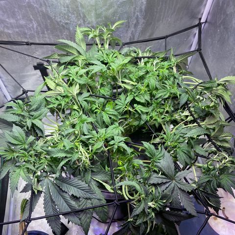 Mac growlog photo: Defoliated today