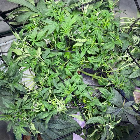 Mac growlog photo: Defoliated today