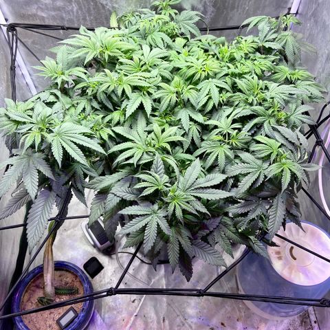 Mac growlog timeline photo