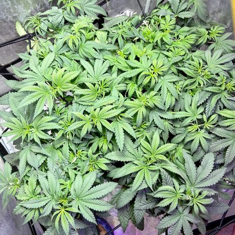 Mac growlog timeline photo
