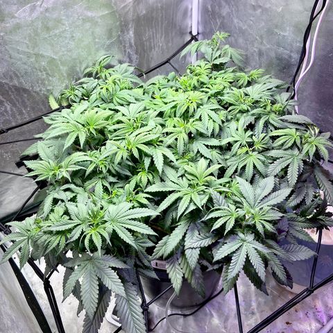 Mac growlog timeline photo