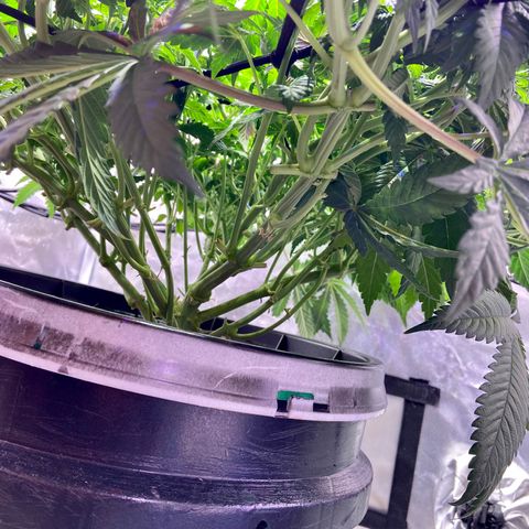Mac growlog timeline photo