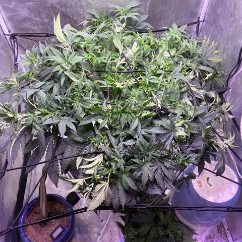 Mac growlog timeline photo
