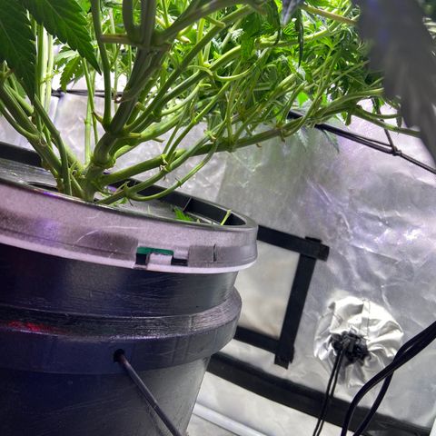 Mac growlog timeline photo