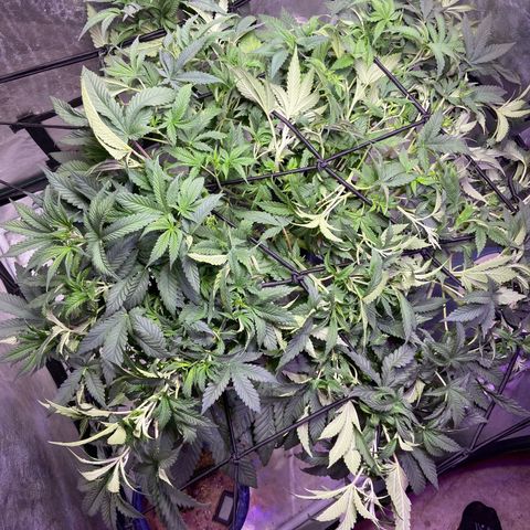Mac growlog timeline photo