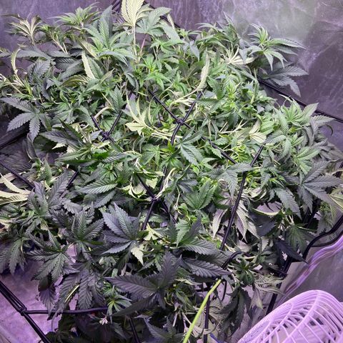 Mac growlog timeline photo