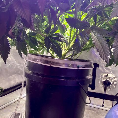 Mac growlog photo: 
Came back and she was growing wild!