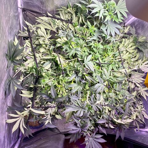 Mac growlog photo: 
Came back and she was growing wild!