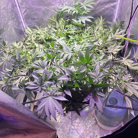 Mac growlog photo: 
Came back and she was growing wild!