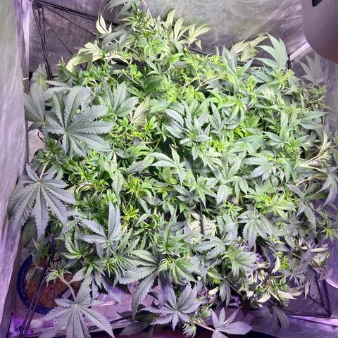 Mac growlog photo: trimmed her up, need to touch up in a couple days