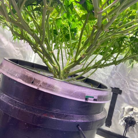 Mac growlog photo: trimmed her up, need to touch up in a couple days