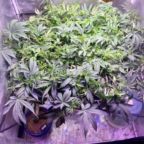 Mac growlog photo: trimmed her up, need to touch up in a couple days