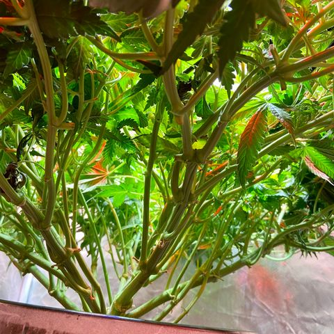 Mac growlog photo: I am defoliating the bottom on Sunday
