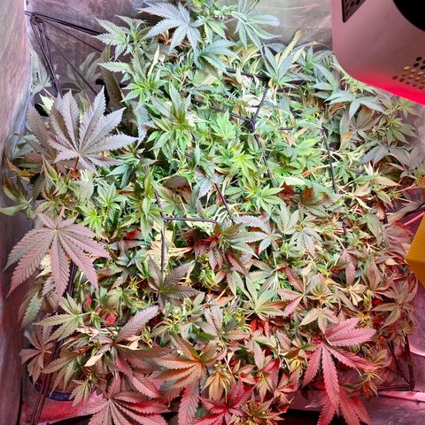 Mac growlog photo: I am defoliating the bottom on Sunday