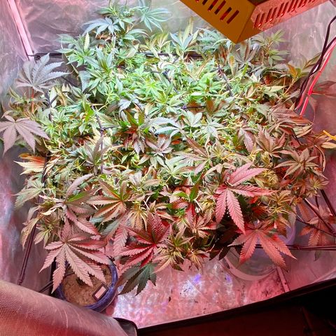 Mac growlog photo: I am defoliating the bottom on Sunday