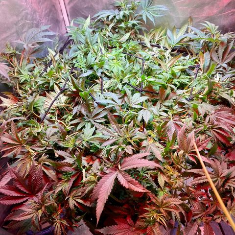 Mac growlog photo: I am defoliating the bottom on Sunday