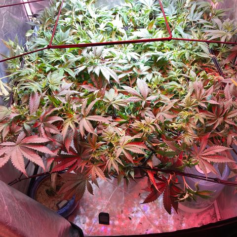 Mac growlog timeline photo