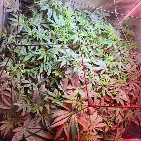 Mac growlog timeline photo