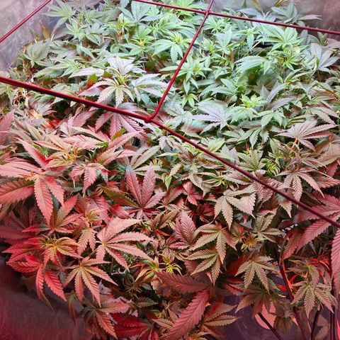 Mac growlog timeline photo