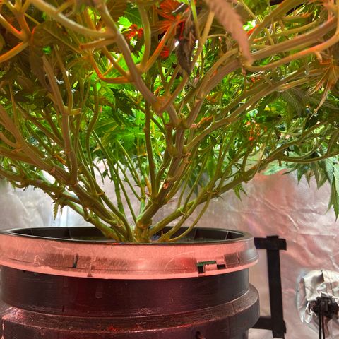 Mac growlog timeline photo