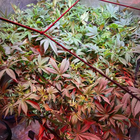 Mac growlog timeline photo