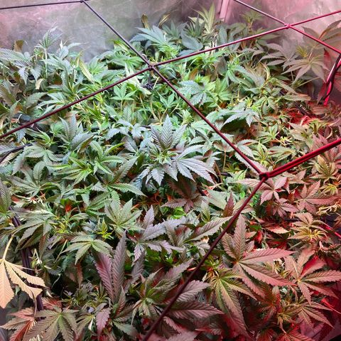 Mac growlog timeline photo
