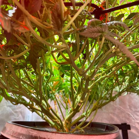 Mac growlog timeline photo