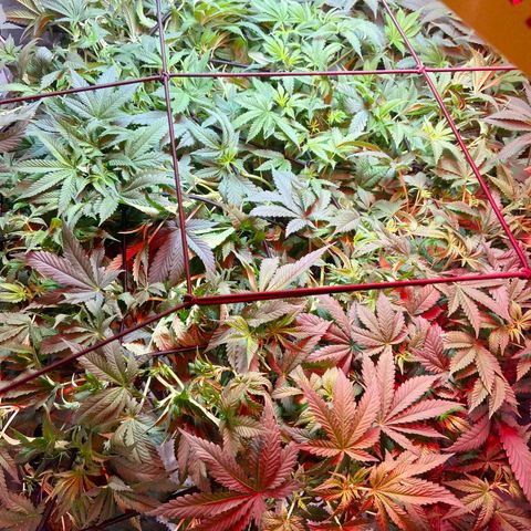 Mac growlog timeline photo