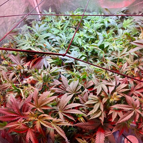 Mac growlog timeline photo